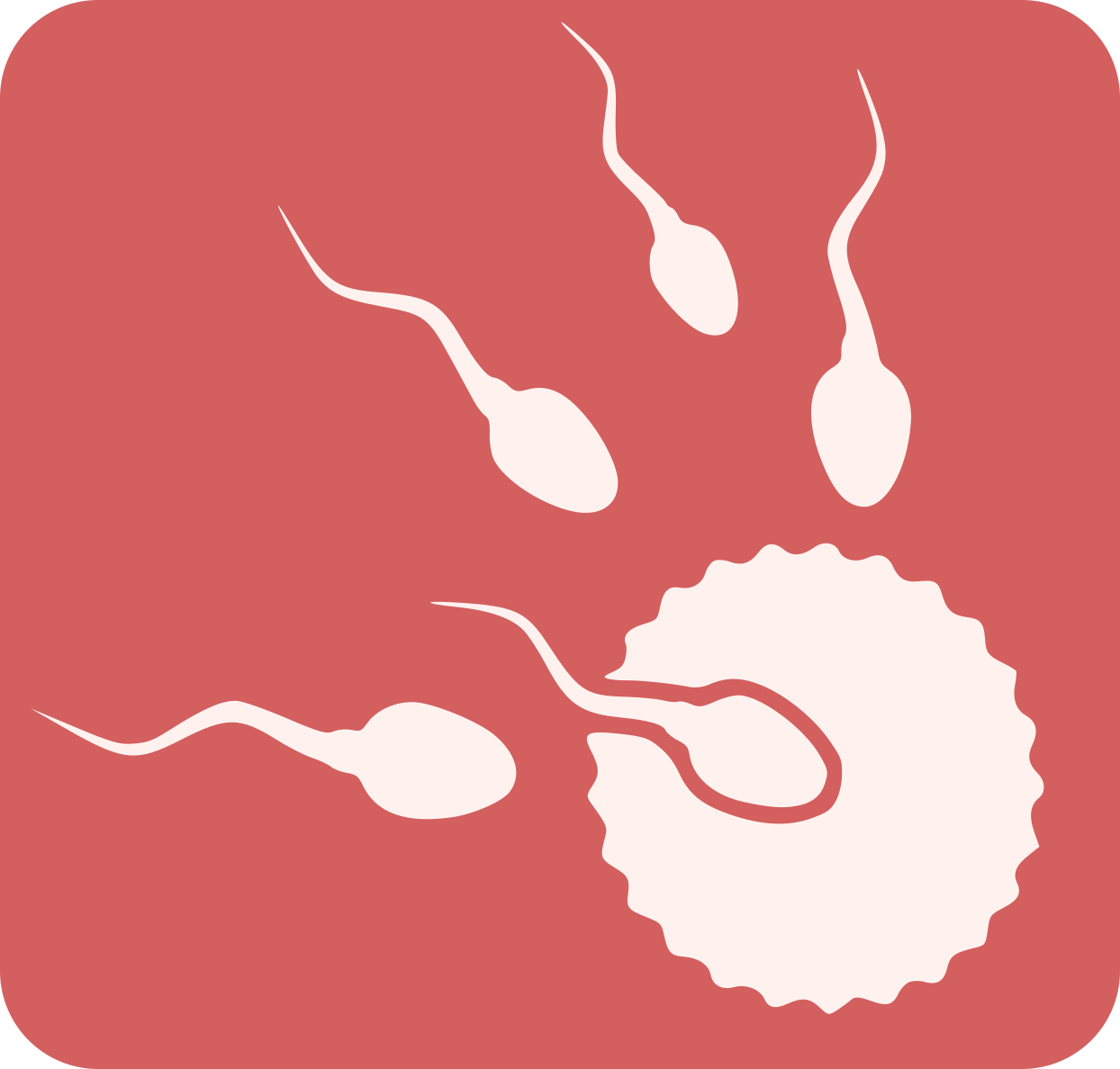 Imatge òvul fecundat per l'espermatozou